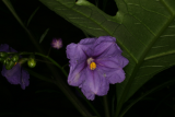 Solanum laciniatum RCP7-08 001.jpg